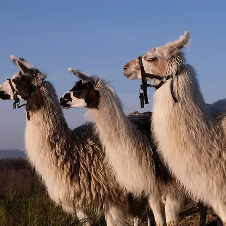 Lama-gite-des-puys Ecologique A 30km Des Pistes, Visite Aux Lamas Charge Ve *