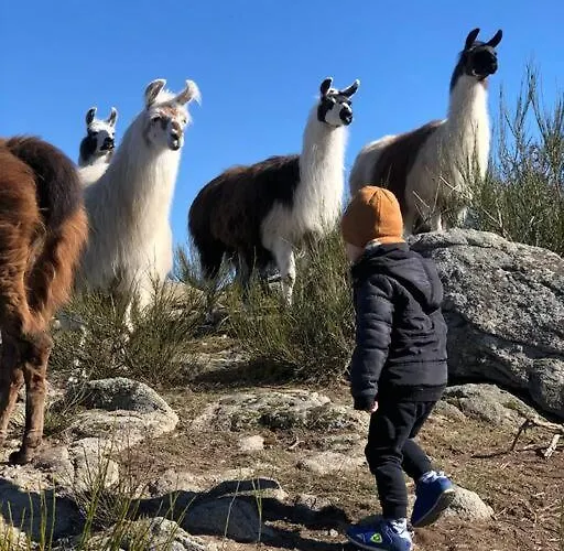 Lama-gîte-des-puys écologique à 30km Des Pistes, Visite Aux Lamas Charge Ve Casa de Férias Montaigut-le-Blanc (Puy-de-Dome)