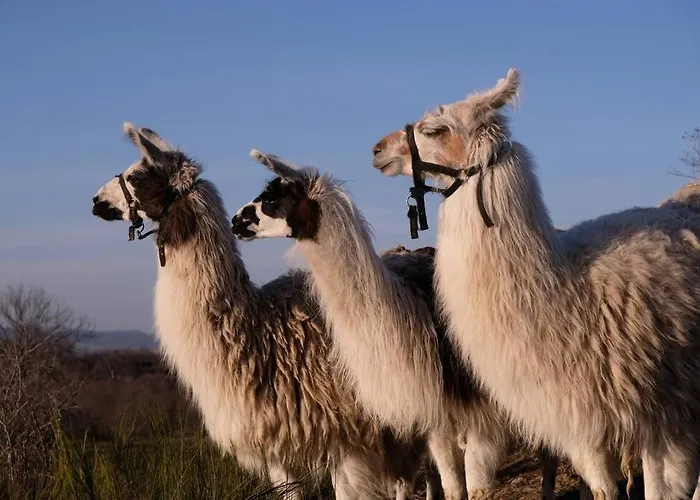 Lama-gîte-des-puys écologique à 30km Des Pistes, Visite Aux Lamas Charge Ve *