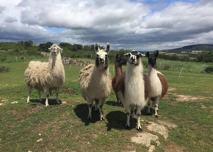 Lama-gîte-des-puys écologique à 30km Des Pistes, Visite Aux Lamas Charge Ve Casa de Férias *